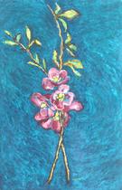 Japanese Quince